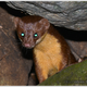 Illustration for article titled Monday Mustelid - Mustela kathiah Edition